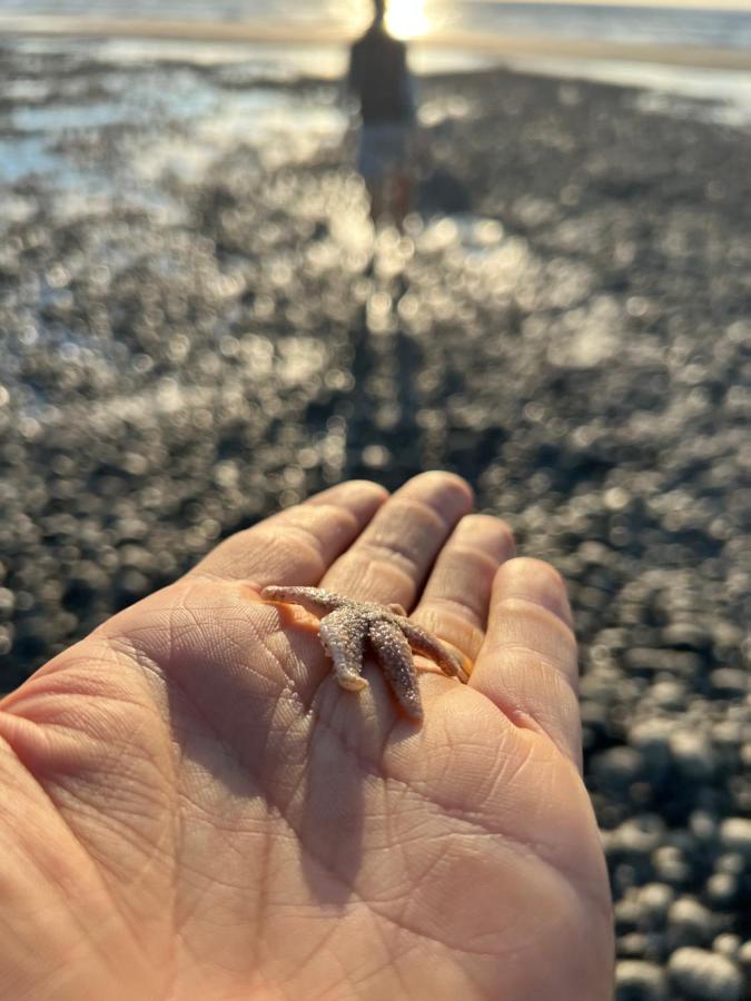 Les Petites Canailles Rooftop Cayeux-sur-Mer Eksteriør billede